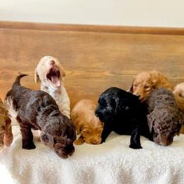 Double Doodle and Labradoodle Puppies from Magnolia & Finn Doodles