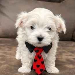 Cupid - White male Maltese puppy in Paden, Oklahoma from Logan's Perfect Puppies