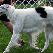 Borzois from Ravenna Borzoi