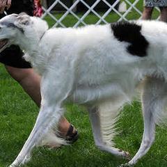 Borzois from Ravenna Borzoi
