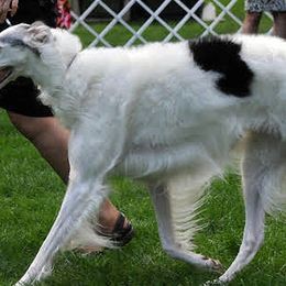 Borzois from Ravenna Borzoi