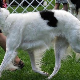 Borzois from Ravenna Borzoi