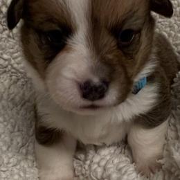 Boy 1 - White and red male Pembroke Welsh Corgi puppy in Dickinson, Texas from Gulf Coast Corgis