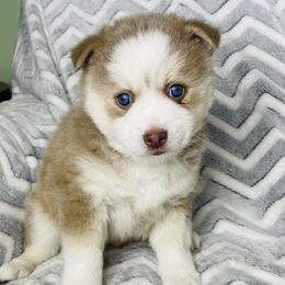 Rebel - Pomsky puppy in Alvin, Texas from Lone Star Pomsky
