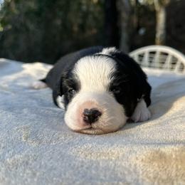 Fern - Black tri female Miniature Australian Shepherd puppy in Daytona Beach, Florida from Underhill Aussies