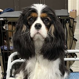 Aria - Cavalier King Charles Spaniel