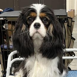 Aria - Cavalier King Charles Spaniel
