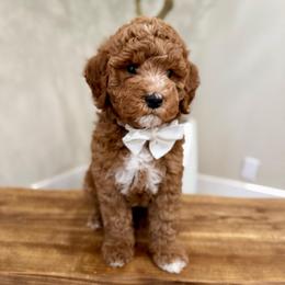 Hershey - Red  male Goldendoodle puppy in Rio Linda, California from Plush Doodles