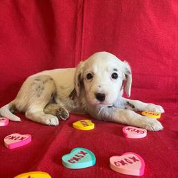 Nutmeg- Long Coat- Brown - White and black female Dalmatian puppy in Claremore, Oklahoma from Lotsofdots Dalmatians