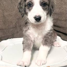 Pink collar - Blue merle female Aussiedoodle puppy in Melrose, Florida from Howdilly Doodley