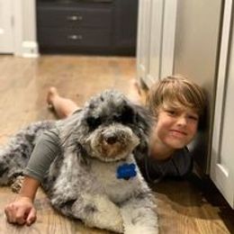 Aussiedoodle All Grown Up from Matt Morgan