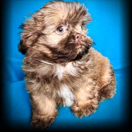 Shih Tzu Puppies from T-Amore Shih Tzu