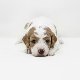 Fritter - Red male Cavapoo puppy in Columbus, Montana from Comfort Doodle