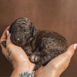 June Bug - Brown male Poodle puppy in Midwest City, Oklahoma from Strawberry Hill Puppy Patch