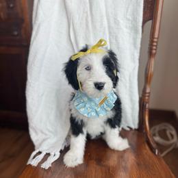 4EVER - female Australian Mountain Doodle puppy in Iowa from Burkhart Family Puppies