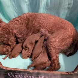 Boy 1 - Red  male Poodle puppy in Willow Spring, North Carolina from Sweet Dream Poodles