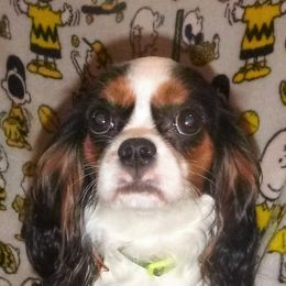 Samantha - Cavalier King Charles Spaniel