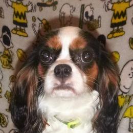 Samantha - Cavalier King Charles Spaniel