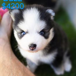 Buzz - Black and white male Pomsky puppy in Fredericksburg, Virginia from Purely Pomskies