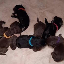 Girl 2 - female Labrador Retriever puppy in Olivehust, California from Dogwood Labradors