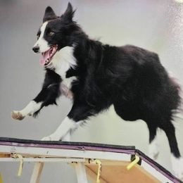 Border Collie All Grown Up from Lin Battaglia