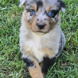 Aladin - Blue merle male Australian Shepherd puppy in Harrah, Oklahoma from Whippoorwill Aussies of Oklahoma