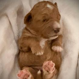 Beau - Red  male Goldendoodle puppy in Bradenton, Florida from Christianna’s Mini Goldendoodles