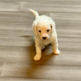 Video Taffy - White female Cavapoo puppy in Eatonton, Georgia from TNT Puppies