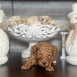 Zyphyr - Red  male Poodle puppy in Quitman, Mississippi from P&D Palace