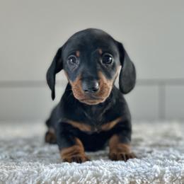 Dachshund Puppies from Mare-Bella Smoothcoat Edition