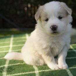 Pink Collar - White and gold Border Collie puppy in Dublin, California from Borders of Beauty: The Perfect Blend of Beauty and Brains