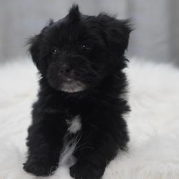 Midnight - Black male Havapoo puppy in Bowling Green, Kentucky from Denise Clark