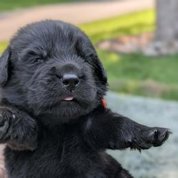 Orange Boy (Osa) - Black male Newfoundland puppy in Independence, Missouri from K & L Ranch