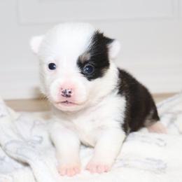 AKC Pink ID Girl - Black and tan female Pembroke Welsh Corgi puppy in Ash Flat, Arkansas from Arkansas Corgis