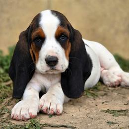 Lita - Black white and tan female Basset Hound puppy in Lebanon, Ohio from Lady Mae Bassets