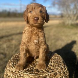Goldendoodle Puppies from Joe and Dogs