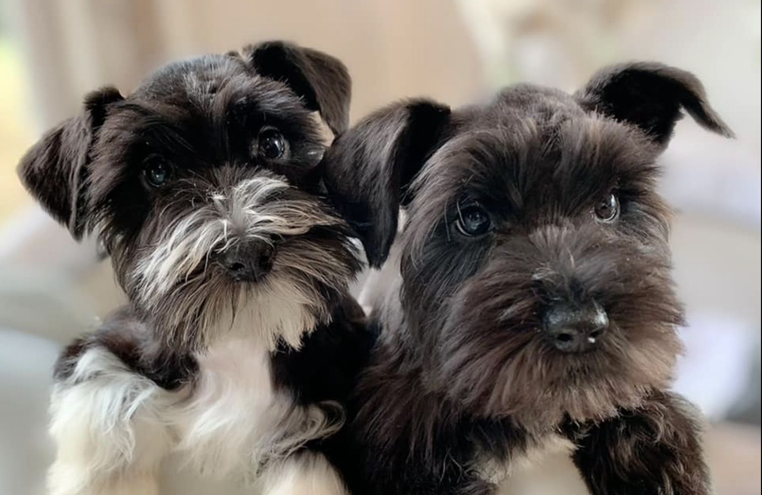 Heather’s Schnauzers in Georgia | Miniature Schnauzer puppies | Good Dog