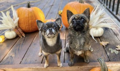 Two Chihuahuas with pumpkins