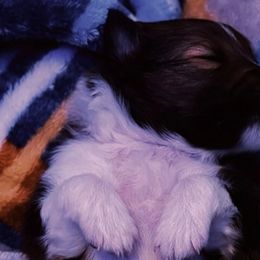 Shetland Sheepdogs from Bax’s Babies