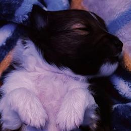 Shetland Sheepdogs from Bax’s Babies