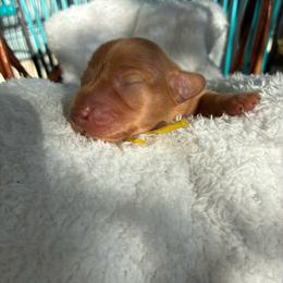 CKC Poppy - Red female Dachshund puppy in Cape Coral, Florida from Duker’s Dachshunds
