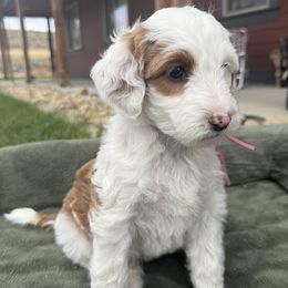 Pink - Parti female Goldendoodle puppy in Hines, Oregon from Switch Canyon Doodles