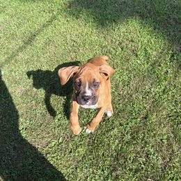 Grey Collar Boy - Fawn male Boxer puppy in East Longmeadow, Massachusetts from Boxer Bliss