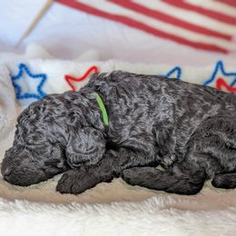 Poodle Puppies from Future Pioneers Farming
