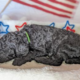 Poodle Puppies from Future Pioneers Farming