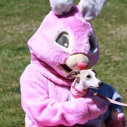 Whippet Puppies from Laurel-Highmoor Whippets