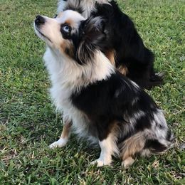 Miniature Australian Shepherds and Toy Australian Shepherds from SK's Toy & Mini Aussies