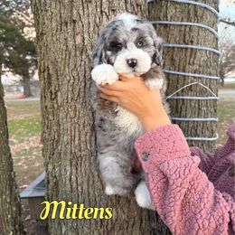 Mittens - Merle female Bernedoodle puppy in Mount Vernon, Missouri from PoodlelyDoodlely