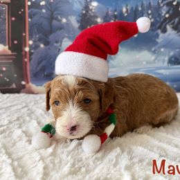 Noel - Red  male Goldendoodle puppy in Newnan, Georgia from Wagging Tailz Pups