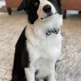 Border Collie Puppies from Ferguson Border Collies